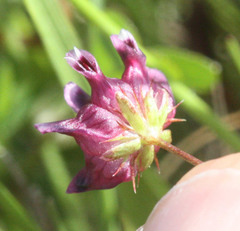 Trifolium depauperatum