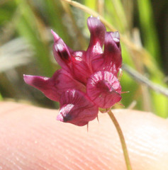 Trifolium depauperatum