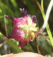 Trifolium depauperatum