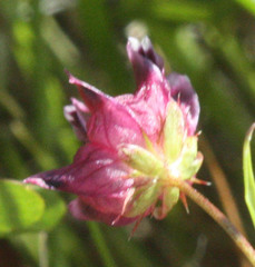 Trifolium depauperatum