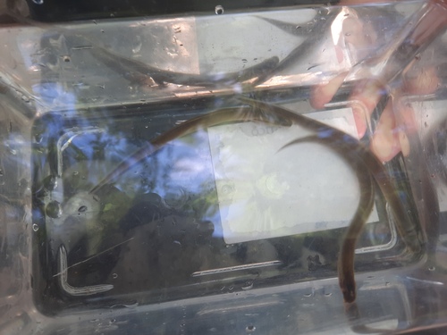 Lampetra auremensis