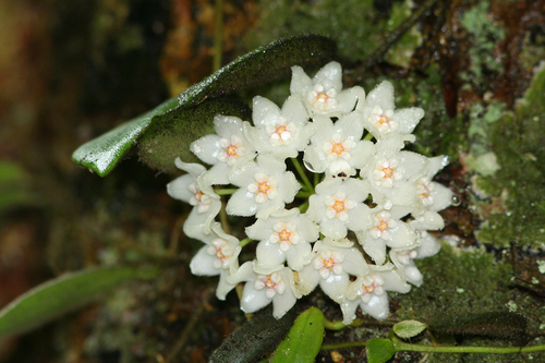 Hoya thomsonii Hook.f.