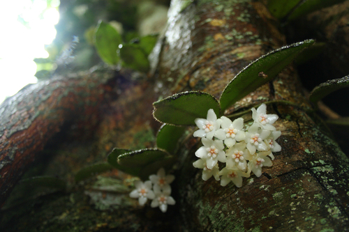 Hoya thomsonii Hook.f. 2