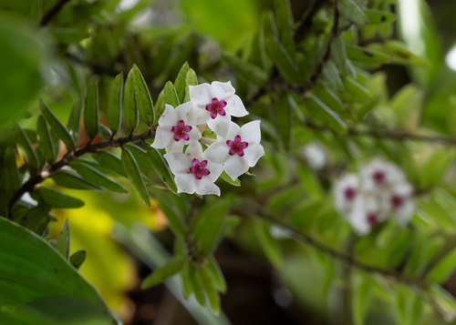 Hoya engleriana Hosseus 2