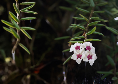 Hoya engleriana Hosseus 4