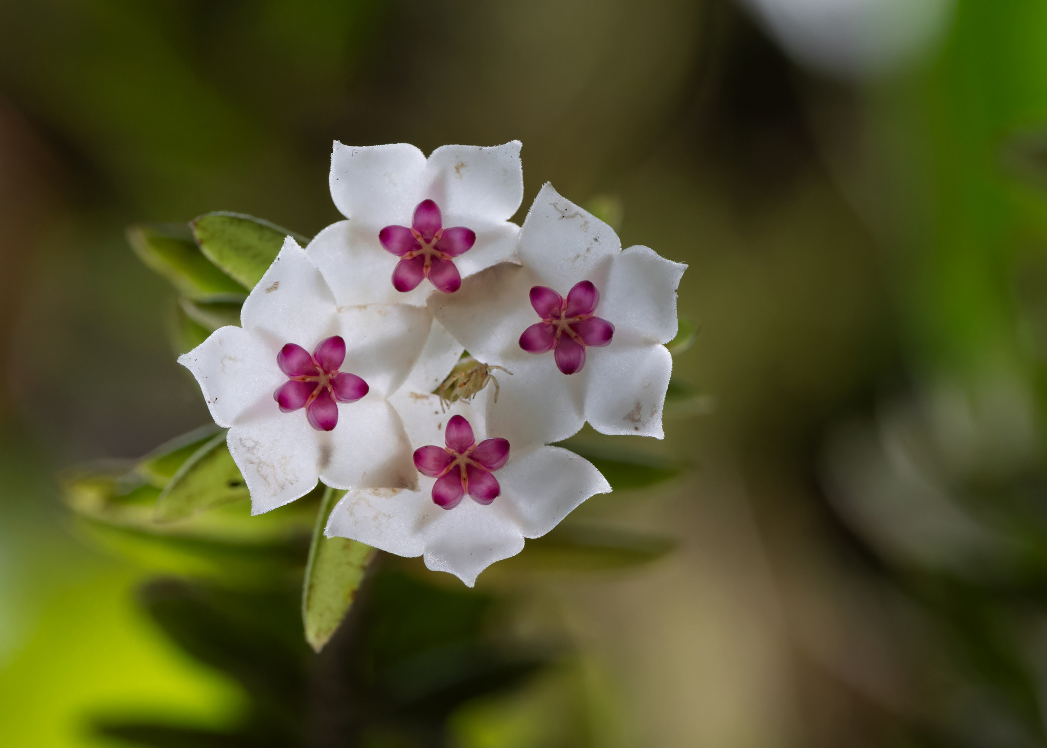 Hoya