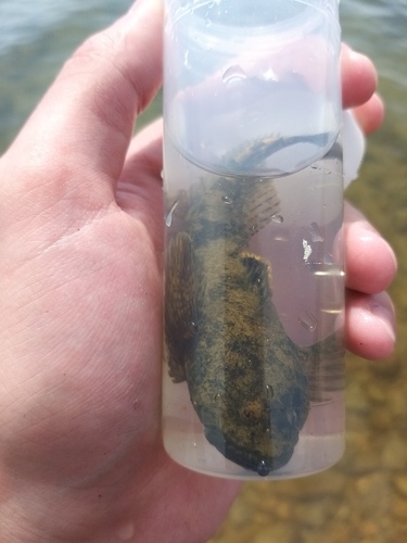 Stone sculpin (Paracottus knerii) — Cottocomephoridae