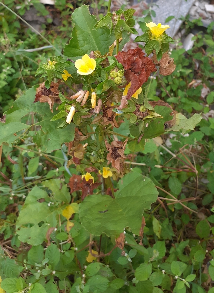 Malva de Caballo from Mumbai Veterinary College, Goregaon on October 18, 2023 at 0736 AM by