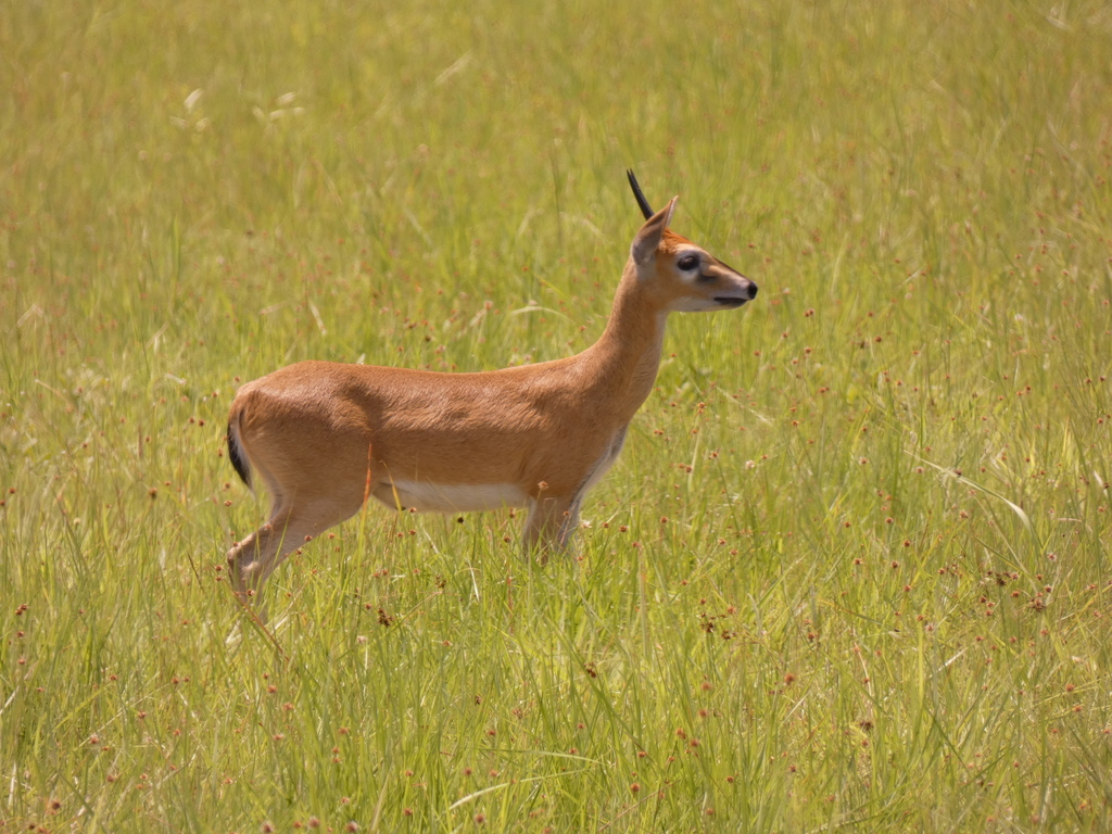Sylvicapra grimmia splendidula, Lesio-Louna Reserve - track to Abio II, Republic of the Congo, by Tony King