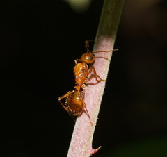 Notoncus spinisquamis