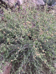 Abutilon abutiloides