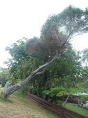 Taxandria juniperina