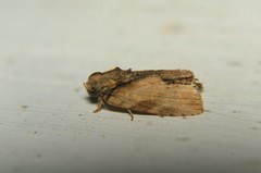 Etanna breviuscula