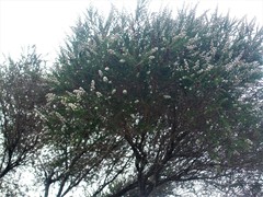 Taxandria juniperina