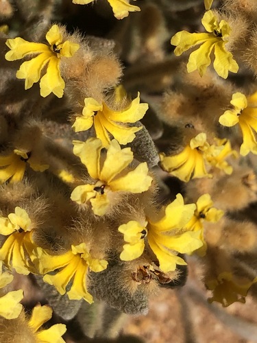 Dampiera luteifolia observed 2023-09-30