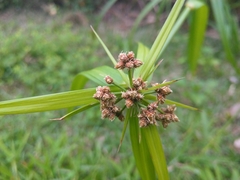 Scirpus ternatanus