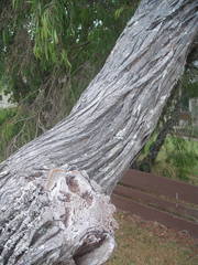 Taxandria juniperina