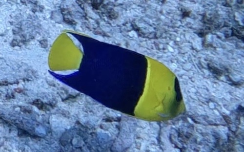 Bicolor Angelfish (Centropyge bicolor)