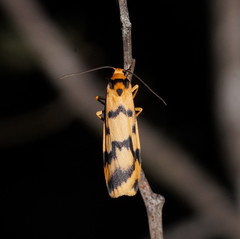 Tigrioides alterna