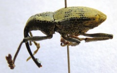 Rhinastus latisternus