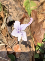 Viola rostrata