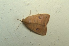 Maurilia