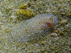 Peacock Sole photo 2