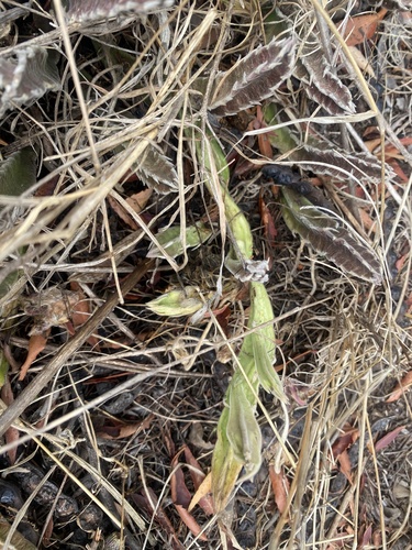 Stapelia gettliffei