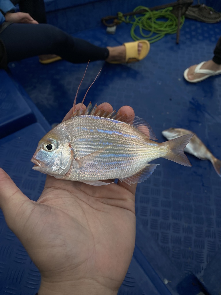 Threadfin Porgy