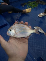 Threadfin Porgy photo 1