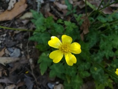Ranunculus sierrae-orientalis