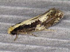 Monopis dorsistrigella