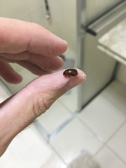 Scarabaeidae