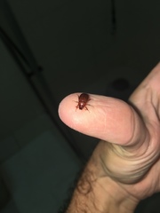 Scarabaeidae