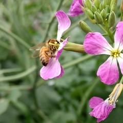 Apis mellifera