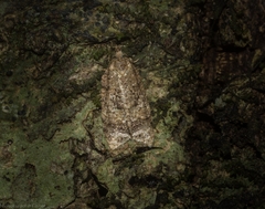Polylopha epidesma