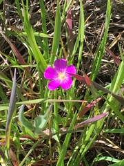 Calandrinia menziesii