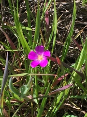 Calandrinia menziesii