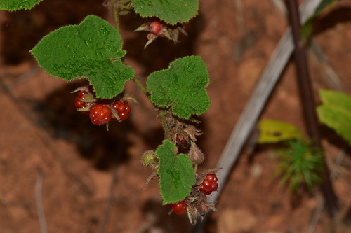 Rubus hatsushimae iNat (2)