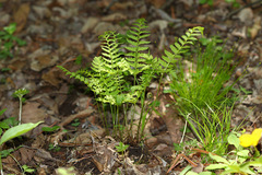Polystichum subtripteron