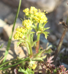 Lomatium utriculatum