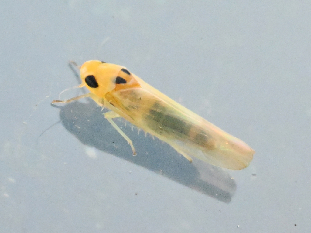 Anufrievia