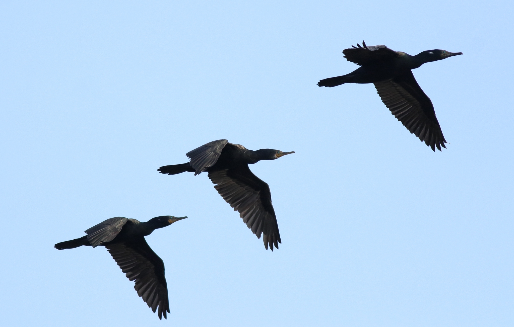 Indian Cormorant illustration