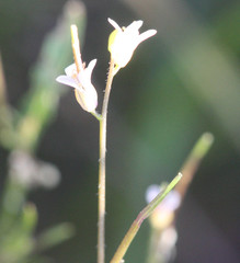 Turritis glabra