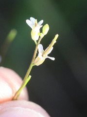 Turritis glabra