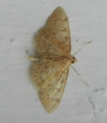Anania quebecensis