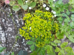 Arracacia atropurpurea