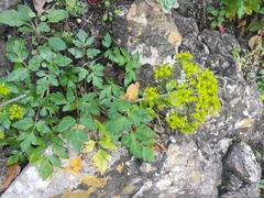 Arracacia atropurpurea