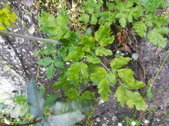 Arracacia atropurpurea