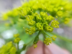 Arracacia atropurpurea